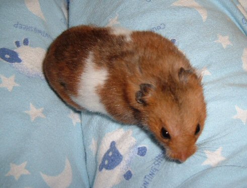 My Gorgeous Pinto